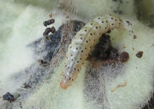 Paracorsia repandalis